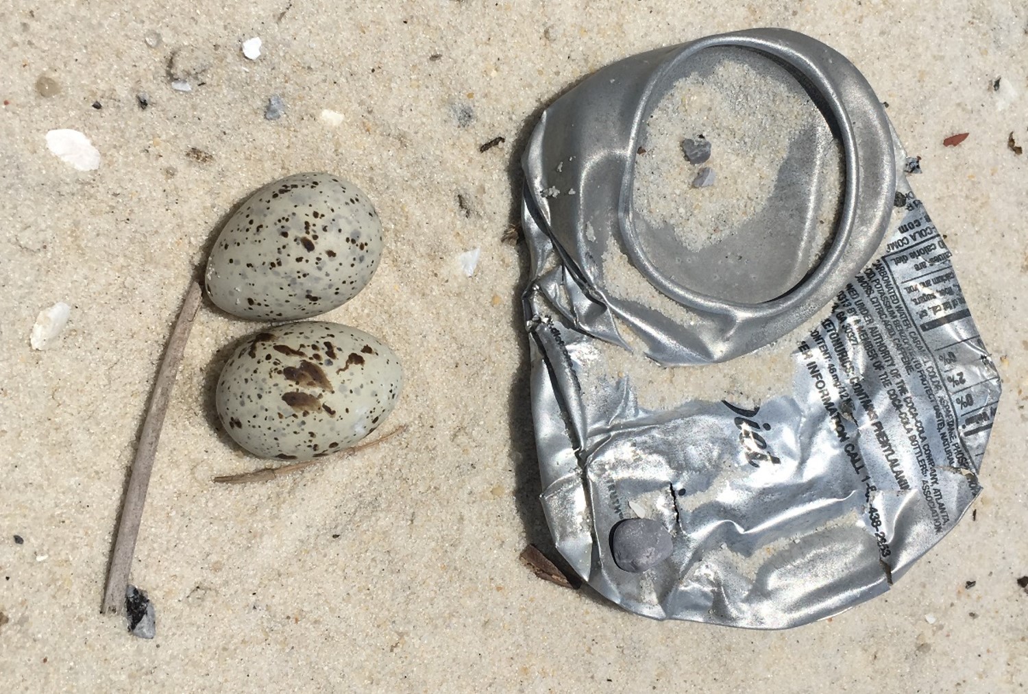 two eggs in the sand next to a flattened aluminum can